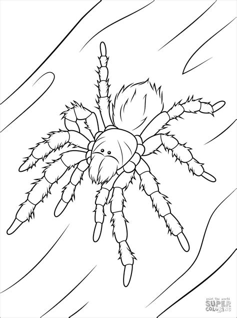 Picture of tarantula coloring page. Tarantula Coloring Pages - ColoringBay