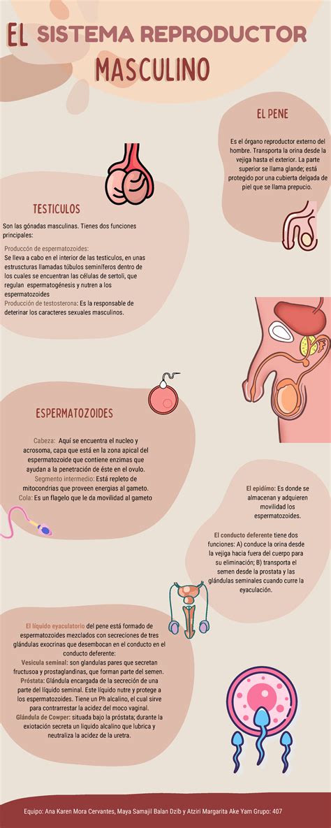 Infografia Del Sistema Reproductor Masculino Equipo Ana Karen Mora