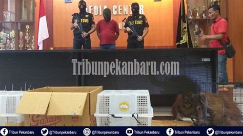 Terdapat 3 jenis daun ganja yang berbeza dengan kategori yang berbeza iaitu indica, sativa dan hybrid. PENYELUNDUPAN Satwa Langka Jenis Monyet Albino dan Musang ...