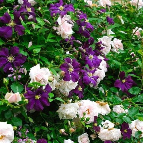 Clematis to grow with new dawn rose. New Dawn (Rosa rampicanti) + Clematide Viticella ...