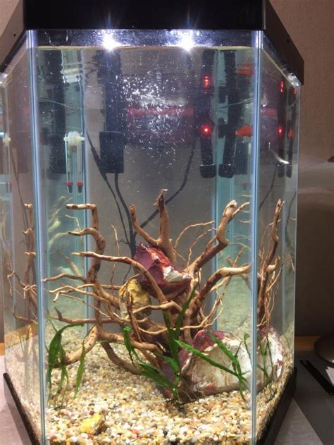 20 Gallon Hexagon Tank Build Journals The Shrimp Spot