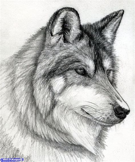 Images Of Wolves Pencil Sketches Of Wolves 1000 Ideas About Wolf