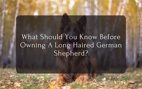 Before Owning A Long Haired German Shepherd What Should You Know