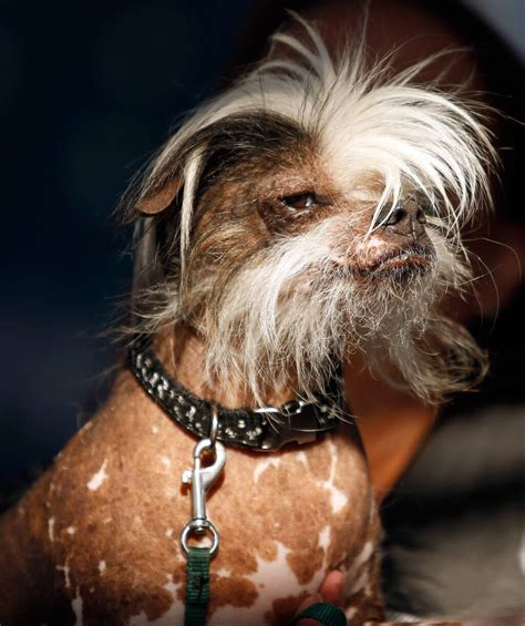 Sonoma Marin Fair Ugliest Dog Contest Accepting Entries