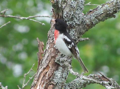 I just had a male grosbeak at my feeder for the first time today. visions & revisions: Red-Breasted Grosbeak