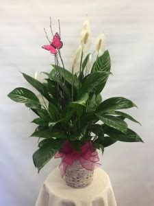 12107 toepperwein rd #3, san antonio, tx 78233. Small Peace Lilly Single Plant Basket in San Antonio, TX ...