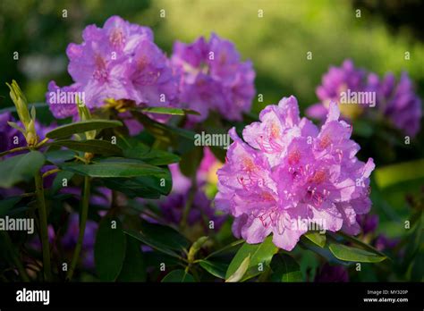 Rhododendron Catawbiense Grandiflorum Hi Res Stock Photography And