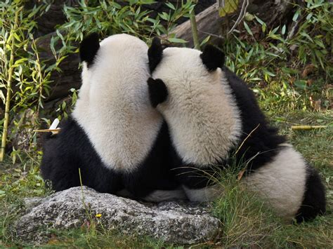 Lets Just Kiss And Say Goodbye Panda Panda Bear Giant Panda