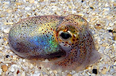 Hawaiian Bobtail Squid Ocean Treasures Memorial Library