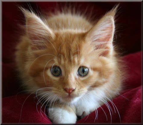 How much does a maine coon cost? Pin on maine coon cat