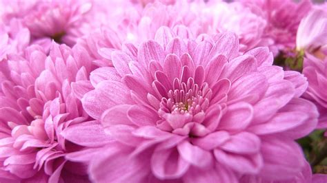 Pink Chrysanthemum Flowers Macro Wallpaper Hd 3840x2160