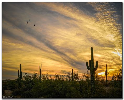 Sunset Near Phoenix Arizona Phoenix Arizona Planting Bulbs Cacti