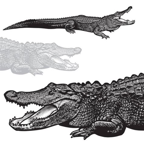 Alligator Illustrations Royalty Free Vector Graphics And Clip Art Istock