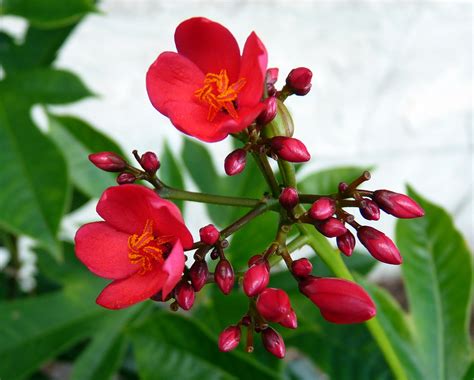 It can be grown with a single, but not simple, trunk; My Florida Backyard: Flowers are Red