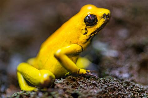 Poison Dart Frogs Might Make Good Medicine Shots Health News Npr