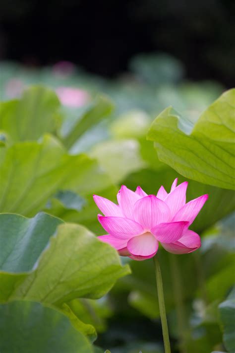 Pink Flower Surrounded By Green Leaves Lotus Hd Wallpaper Wallpaper