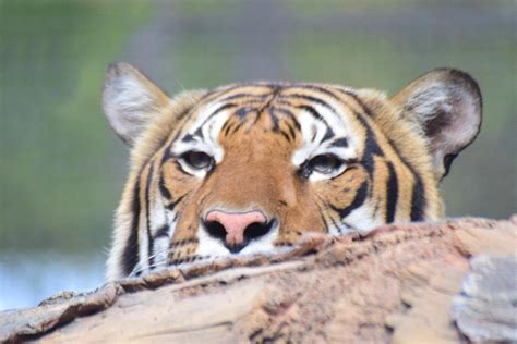 Sleepy Tiger Photograph By Ed Stokes Pixels