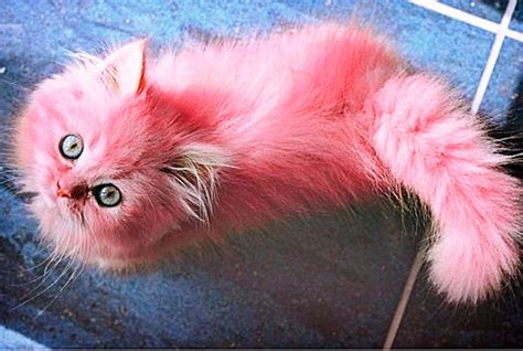Pin By Doody ️ On Pretty In Pink Cute Animals Pink Cat Crazy Cats