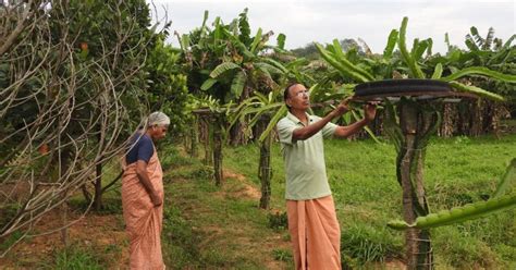 Health benefits of jackfruit includes lowering cholesterol level so the presence of antioxidant in jackfruit help us to stabilize those free radicals and prevent from oxidative damage of our body cells and tissues. Retired Kerala Couple in Their 70s Grow Over 50 Types of ...