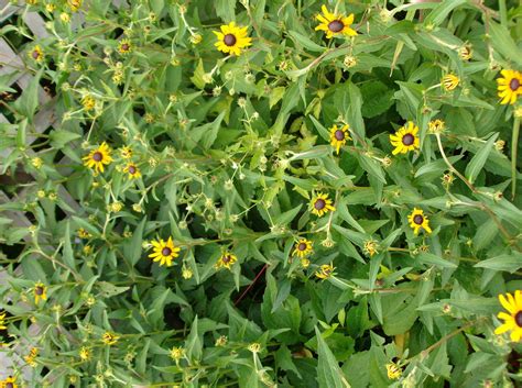 Green mint leaves in white ceramic mill and black eyed susan flower decorations. Black-eyed Susan | Black eyed susan, Herbs, Garden