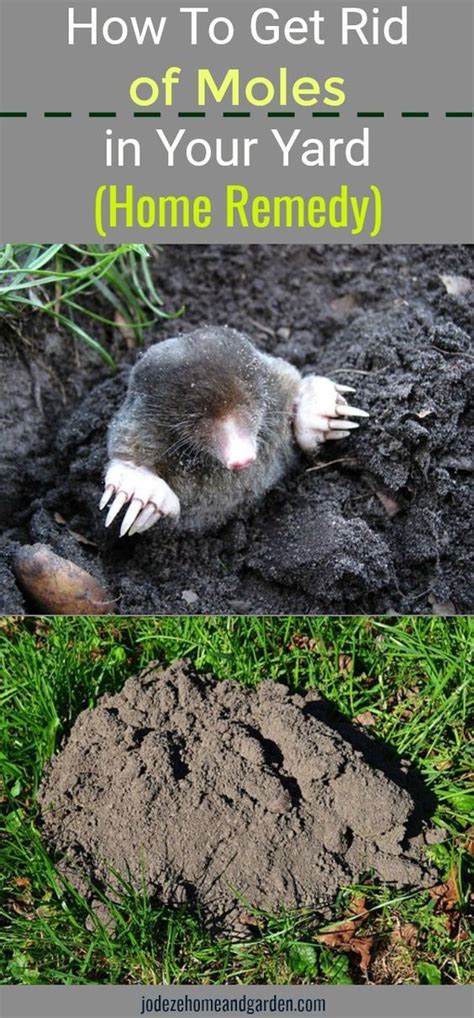How To Get Rid Of Moles In Your Yard Home Remedy Moles In Yard