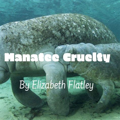 Manatee Cow And Calf The Shield