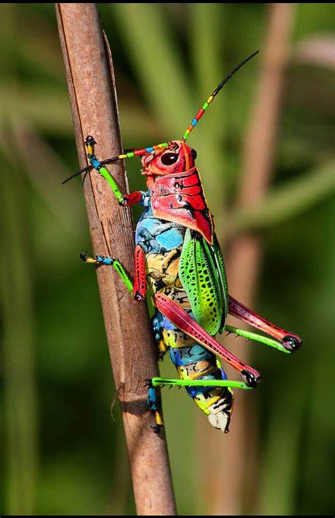 Amazing Colors Insects Beautiful Bugs Colorful Animals