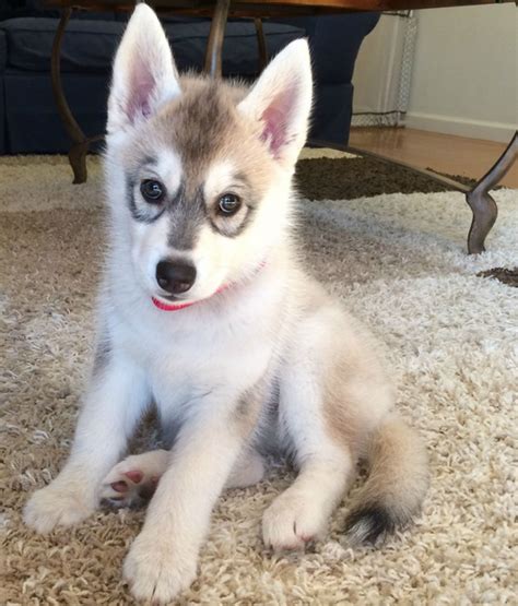 We are very happy that we choose next day. 14 Husky Puppies That Should Be Illegal