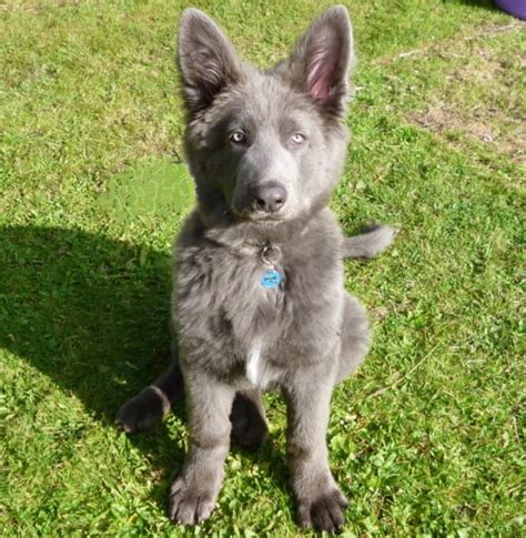 Blue German Shepherd Puppies For Sale Petswall