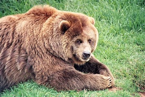 download a brown bear in its natural habitat wallpaper