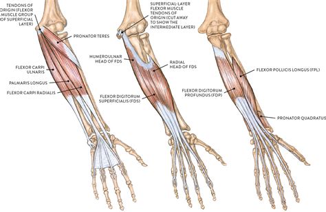 Lower Left Arm Anterior View Palm Facing Front