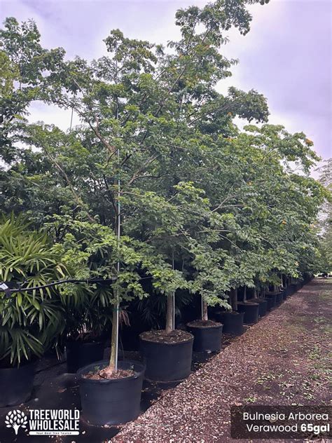 Verawood Tree Bulnesia Arborea For Sale Florida Treeworld Wholesale