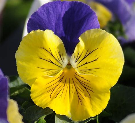 Matrix Morpheus Pansy Calloways Nursery