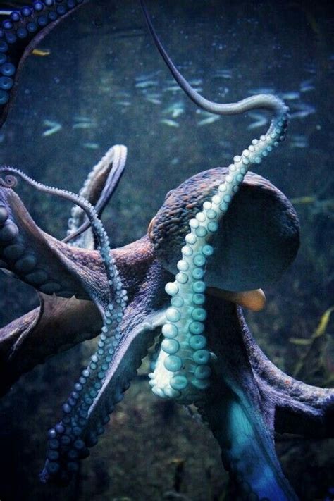 Octopus Criaturas Marinhas Animais Marinhos Animais Venenosos
