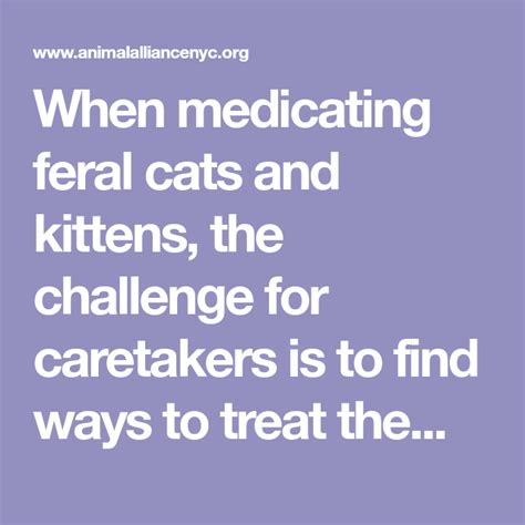 When Medicating Feral Cats And Kittens The Challenge For Caretakers Is