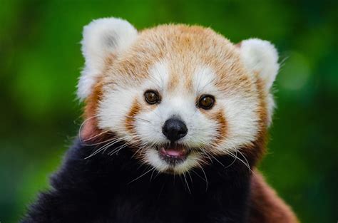 Sorry Red Pandas Arent Pets