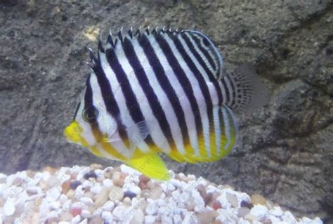 Multi Barred Angel Paracentropyge Multifasciatus Saltwater Fish For Sale