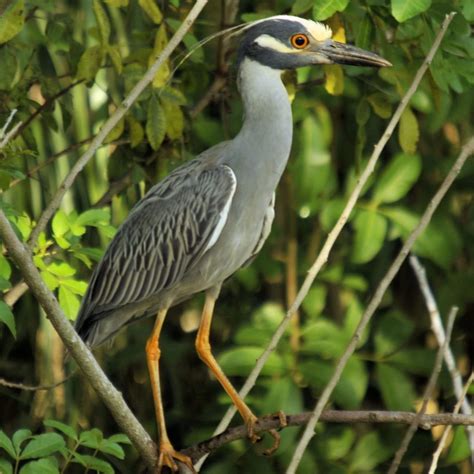 9 Types Of Herons Found In Oklahoma Nature Blog Network
