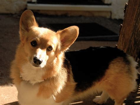 Dorgi Dog Breed Information Images Characteristics Health