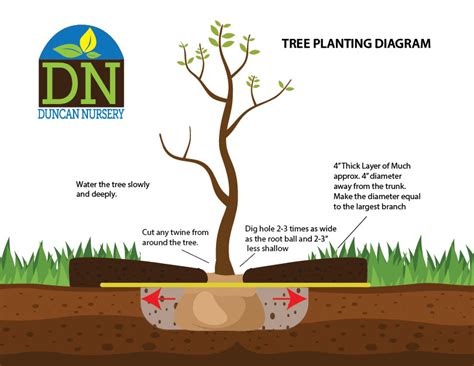 A plantation of trees pollutes with bvocs. 7 Steps to Planting a Happy Healthy Tree | Duncan Nursery