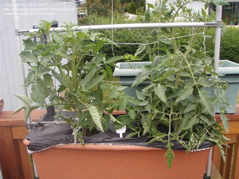 Tomatoes And Peppers Tomato Pruning For Earthbox Help 1 By Dsid
