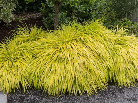 Hakonechloa is a genus of bunchgrass in the tribe molinieae of the grass family, poaceae, native to eastern asia. Hakonechloa macra 'All Gold' | Kiefer Nursery: Trees ...