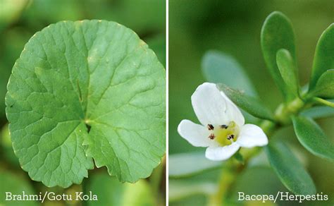 It is a medicated oil prepared by cooking medicinal herbs in some base oil. Brahmi Health Benefits - Ayurvedic Herbs | Banyan Botanicals
