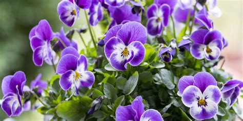 Il generatore di nomi per aziende è a tua disposizione per ispirarti, offrendoti nomi creativi, accattivanti e memorabili da usare per la tua azienda. Nomi Fiori Viola - Campanule Fiori Estivi Blu Violetti ...