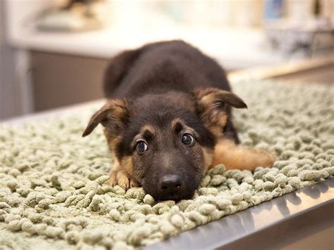 Central florida german shepherds reserves the right to have the dog examined by our veterinarian. These are for adoption... | Puppies, Animal rescue, German ...