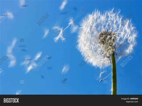 Dandelion Flying Seeds Image And Photo Free Trial Bigstock
