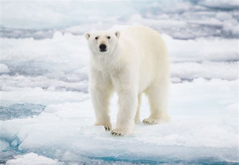 How Do Polar Bears Survive The Arctic Kwhatdo