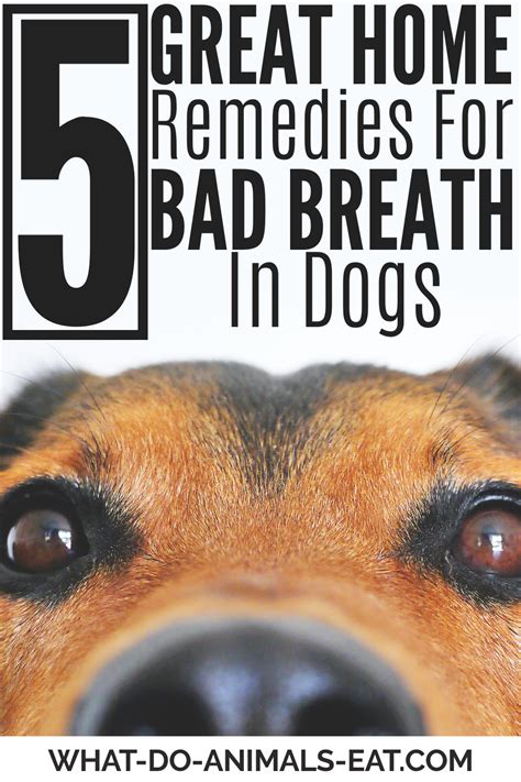 Home Remedies For Smelly Dog Breath