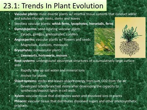 Introduction To Plants Ppt