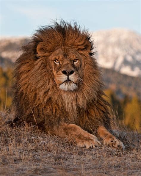 A Large Brown Lion Laying On Top Of A Dry Grass Covered Field With